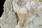 Otodus Shark Tooth Fossil in Rock - Eocene #111057-1